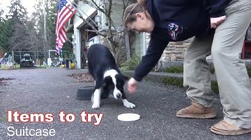 Beginning Agility Contact Training, Rear Foot Awareness, 2 on 2 off Contact Agility Challenge #2