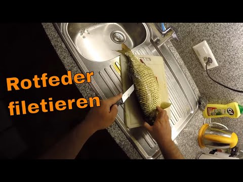 Video: Rotaugenfilet In Cremiger Käsekruste