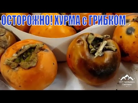 Хурма ! Осторожно , хурма с черными пятнами !