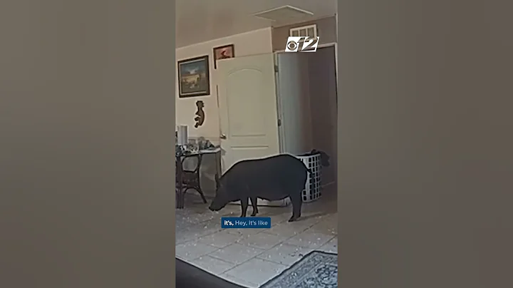 BODYCAM: Wild boar goes hog wild in Florida home, leaves deputies in the dust