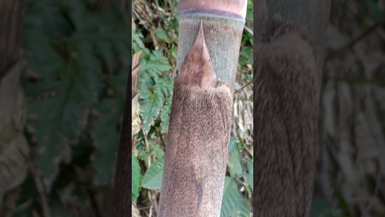 Mengenal 4 Jenis Bambu