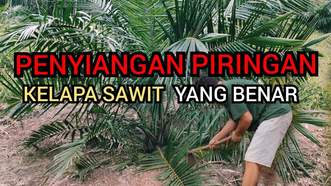 PERAWATAN PIRINGAN KELAPA SAWIT kelapasawit kelapasawitindonesia 
