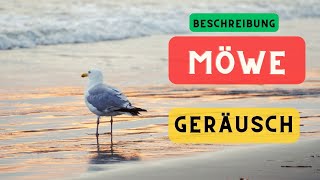 Möwengeräusche und Beschreibung ?Möwe Geräusch / Möwen Sound Effect