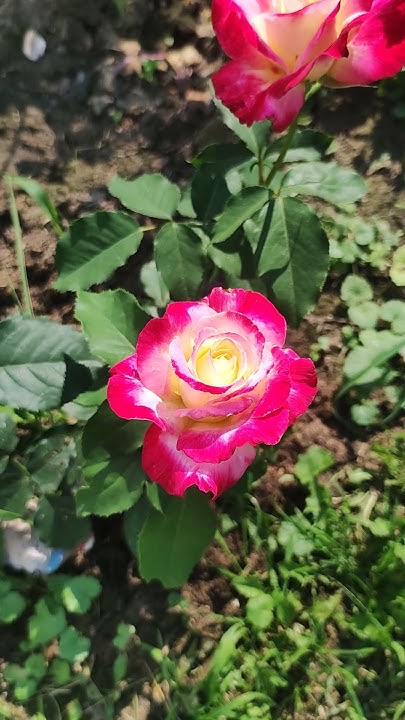 Роза Дабл Делайт #розы #красота #дача #сад #цветы #rose #garden # ...
