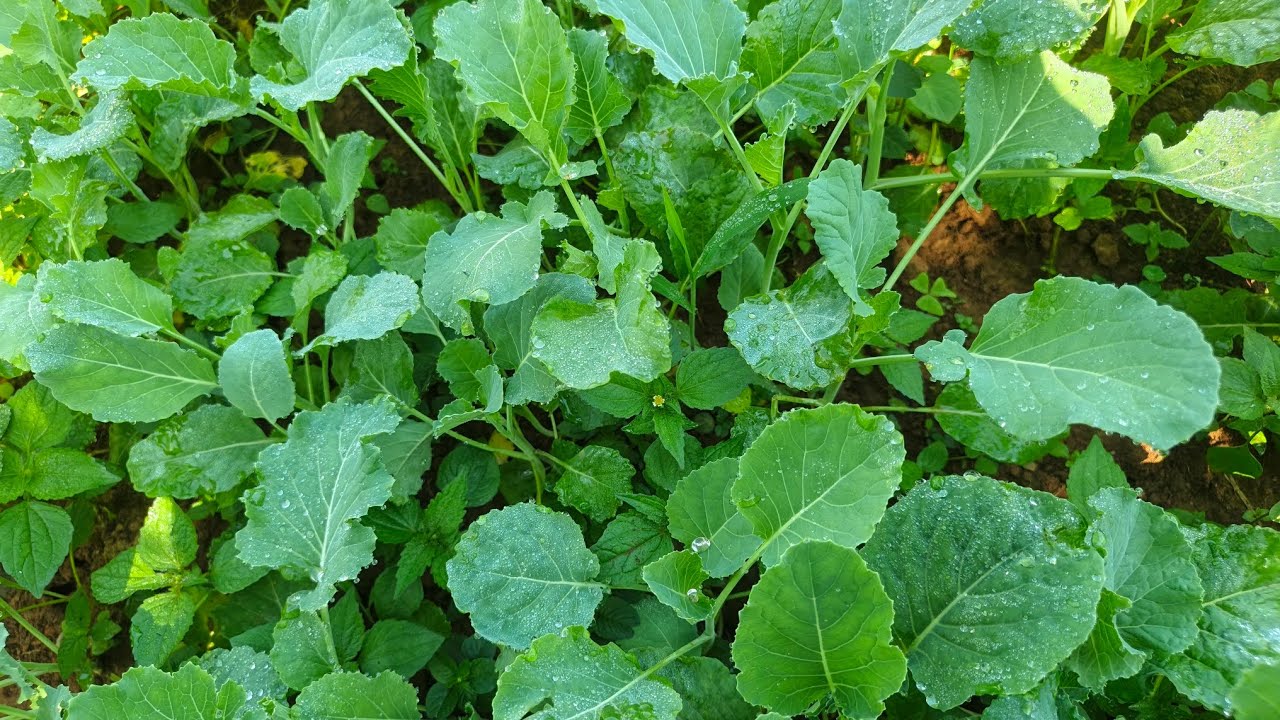 GREENS OF SUCCESS AT THE IVONO FARM- HORTICULTURE LIFE. 