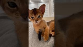 Two tails?!  #catshorts #abyssinian #kitten #cute #catlover #funny