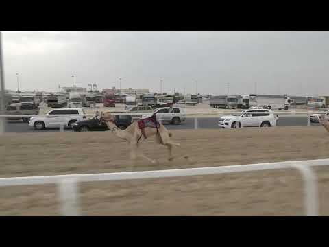 ش16بكار صعوب شعبية 1500م وعد ل مبارك غانم عبدالله الخيارين 1 46 38 15 2 2025