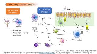 Basophils and Eosinophils in Allergy In less than 5 minutes