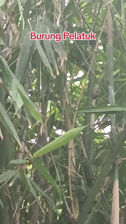 Di tempatmu, ini namanya burung apa? #burung #unggas #matausil #pecintaburung #bambu