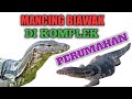 MANCING BIAWAK DI KOMPLEK RUMAH