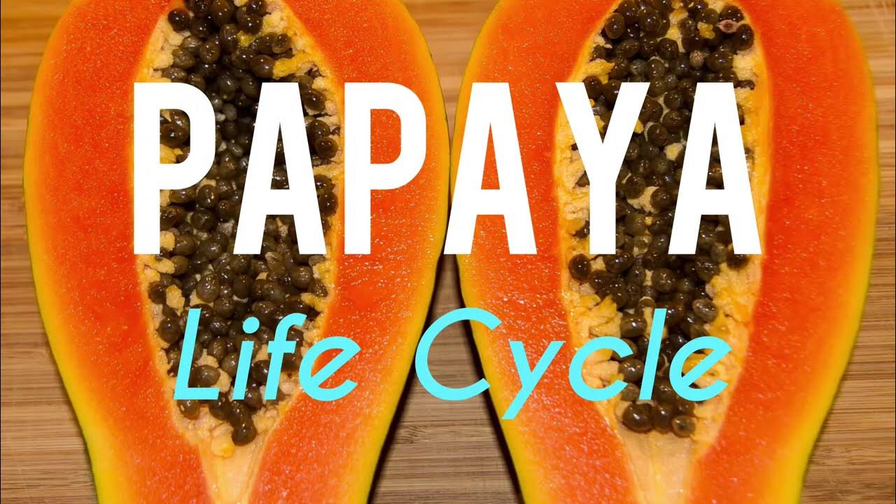 🔴The Life Cycle of PAPAYA (From Flower Bud to Fruit) YouTube