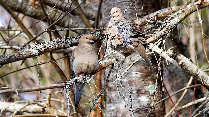 Mourning Dove: Wing Whistle (11 March 2025)