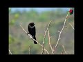 Descripción tordo ojos rojos - Aves en Berriozábal