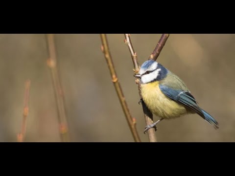 Wideo: Dlaczego jest masowa śmierć ptaków