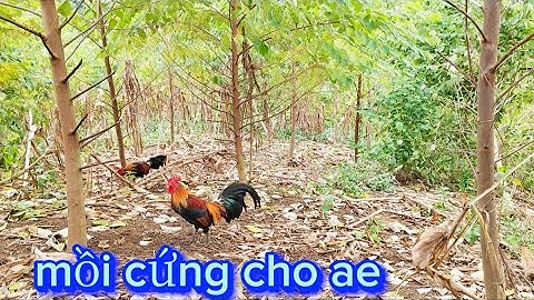 BẪY GÀ RỪNG , TếT THỬ MỒI CHO ae MỚI NHẤT 31/10/2025 ,,coj qaib mus sim dib tuaj zoo 0868471354