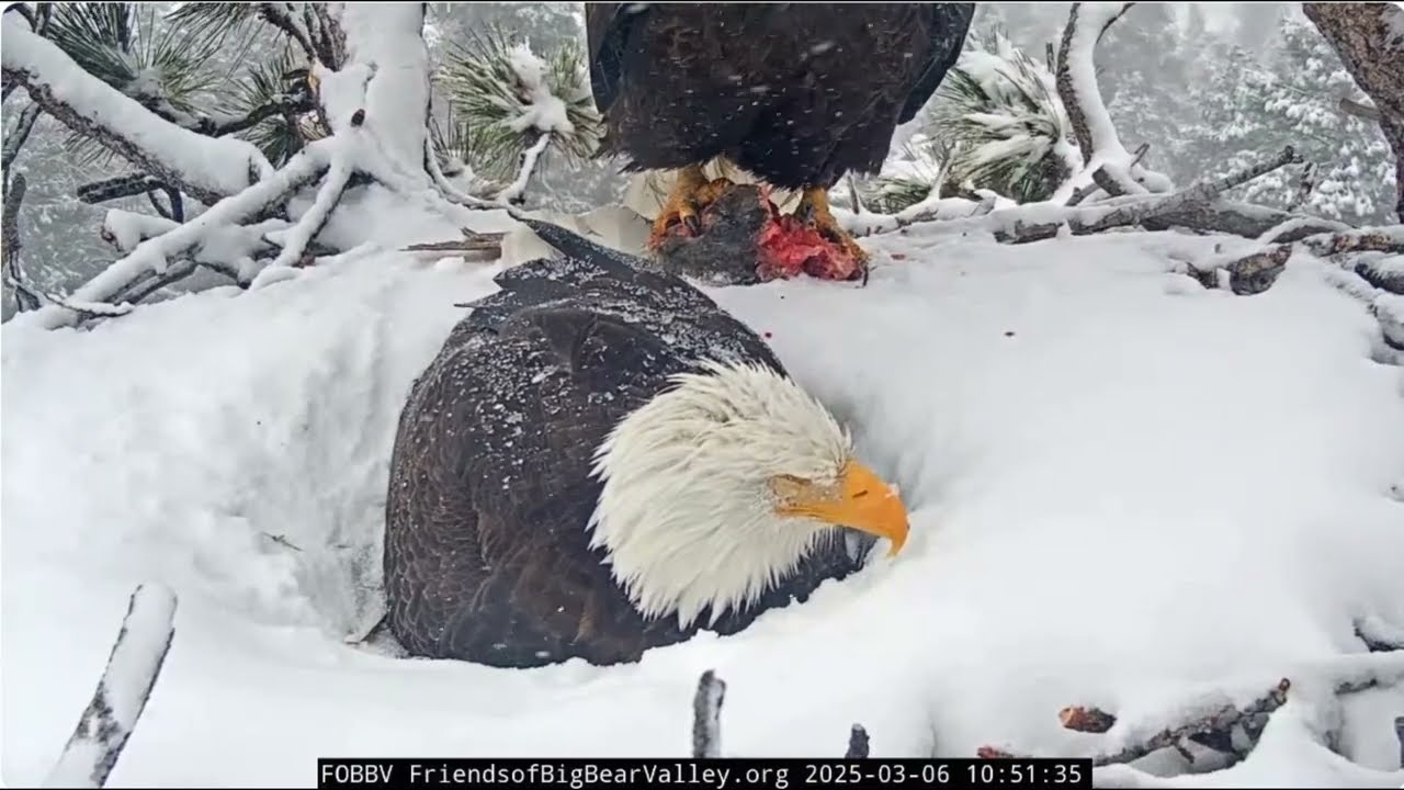 @FOBBVCAM Jackie and Shadow's third chick begins to hatch, Jackie brings a fish