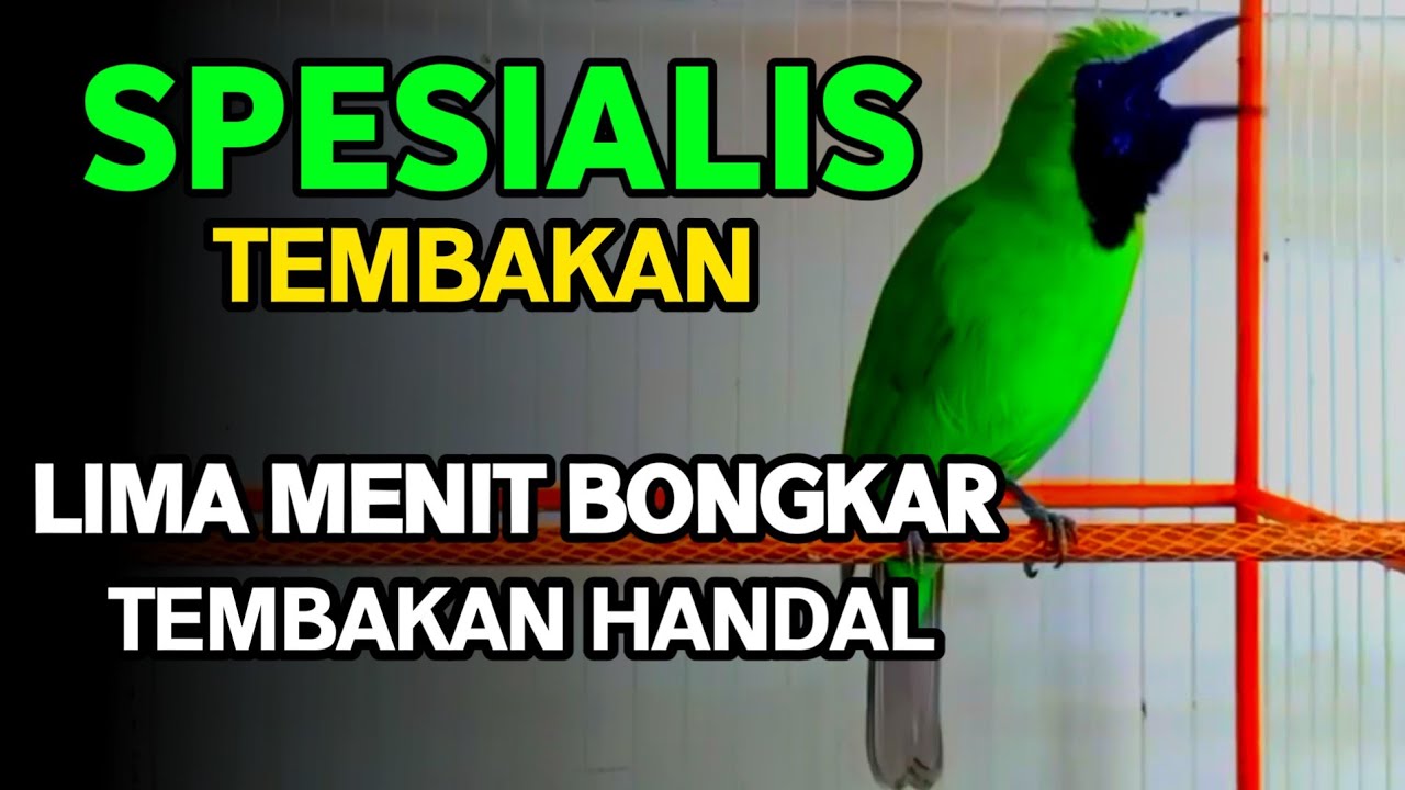 Masteran Dan Terapi Cucak Ijo Drop Mental,Birahi Melet & Macet Bunyi Dengar ini Auto Langsung Nyaut.