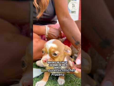 SULTANO — FENOTIPO CHIHUAHUA TOY