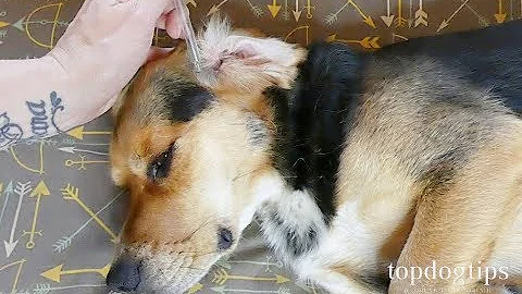 3 Effective Home Remedies for Ear Mites in Dogs