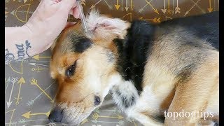 3 Effective Home Remedies for Ear Mites in Dogs