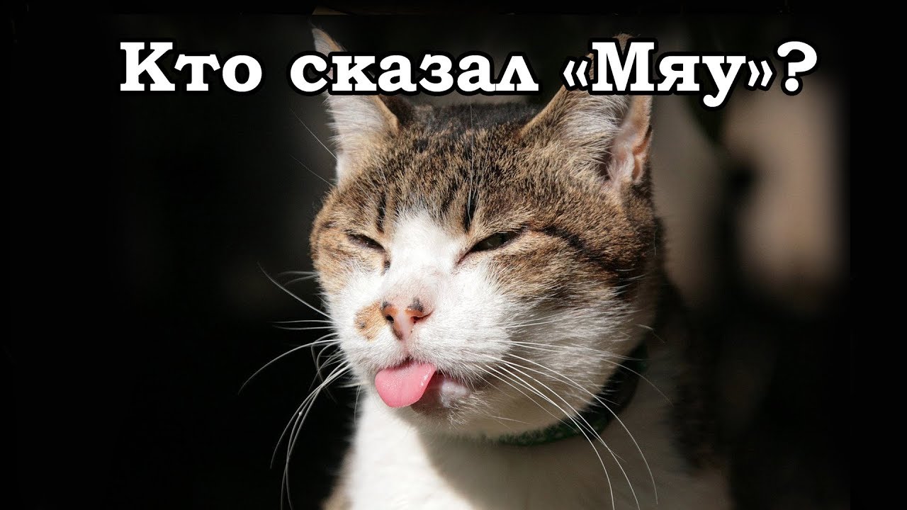 Картинка кошка говорит мяу