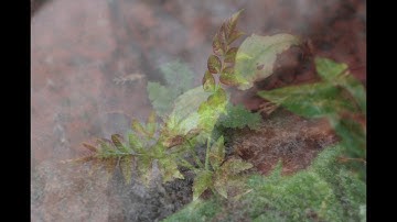 Juliette Clark - images of weeds layered