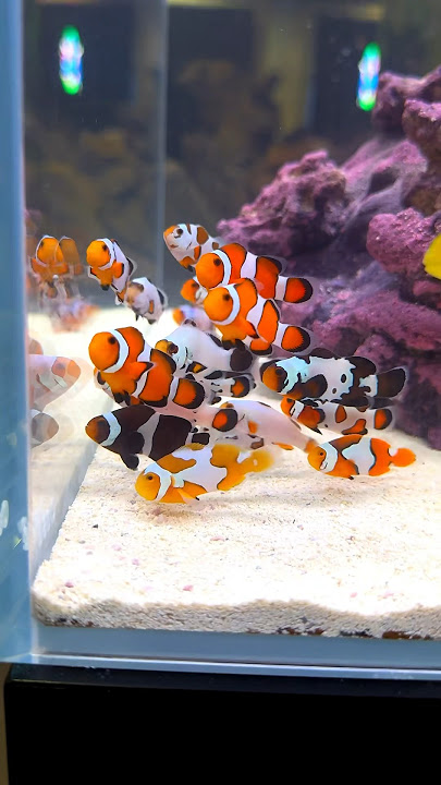 Most Beautiful Clownfish EVER #Shorts