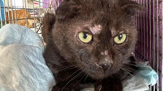 Chosen #thisisrescue #passion #compassion #spayandneuter #straycats #cats #nonprofit #rescue #visit by Furball Farm Cat Sanctuary 2,287 views 1 month ago 1 minute, 14 seconds