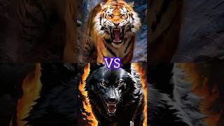 Wolf VS Tiger #youtubeshorts #viral