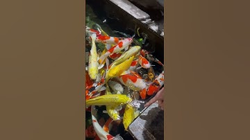 Cá koi bơi trong bể nước #fish #cákoi #cavang