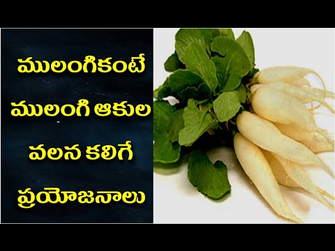 ముల్లంగి-కంటే-ముల్లంగి-ఆకుల్లో-అద్భుతమైన-ప్రయోజనాలు-|-mullangi-kante-mullingi-akulu-?