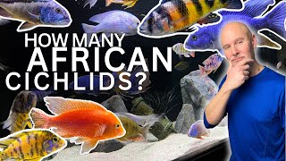 How Many AFRICAN CICHLIDS Can Go In YOUR TANK? | Stocking Guide