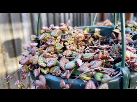 Video HOW TO TAKE CARE OF STRING OF HEART | SEN ĐÁ CHUỖI TIM... - youtube