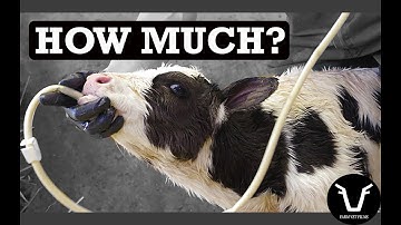 COLOSTRUM - how much is ENOUGH? | TECHNICAL #80