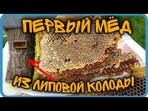 ПЕРВЫЙ МЁД ИЗ