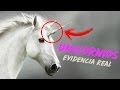 Unicornios La increíble evidencia de su existencia