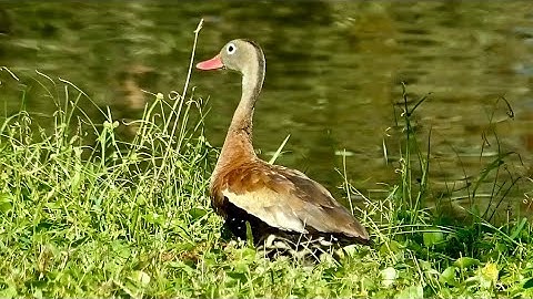 Facts about Black-Bellied Whistling Ducks
