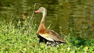 Facts about Black-Bellied Whistling Ducks