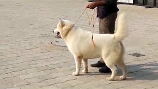 DOG SHOW  HUSKY// HUSKY DOG//SIBERIAN HUSKY// DOGGYZ WORLD