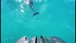 Epic Surf Ocean Adventures - Whale and Dolphin Eco Tours