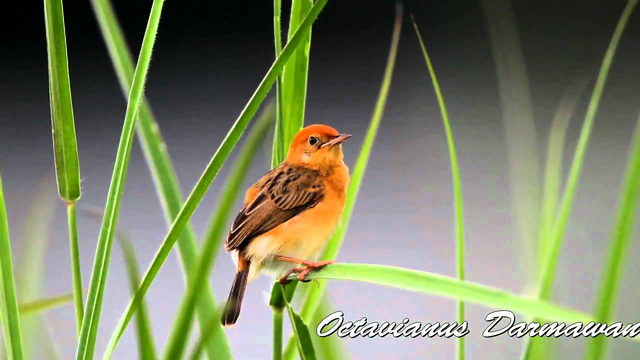 Vidio Suara Cici Padi Betina / Burung Cici Padi Betina ...