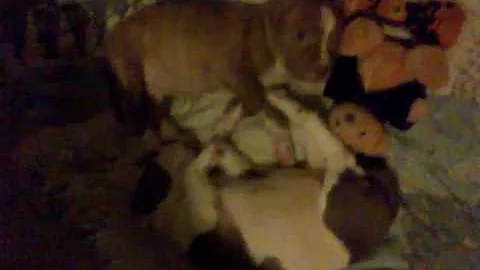 My Pitt bull puppies