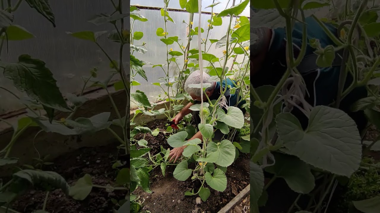 Самая сладкая дыня для теплицы...