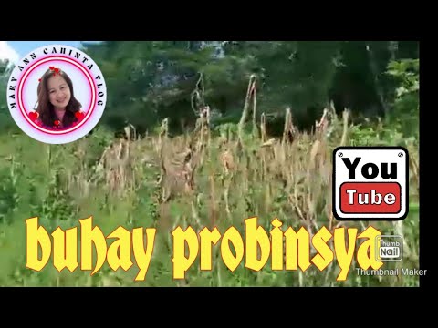 Buhay Probinsya #Mary Ann Cahinta vlog