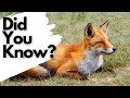 Things you need to know about RED FOXES!