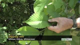 Trees with Don Leopold - slippery elm