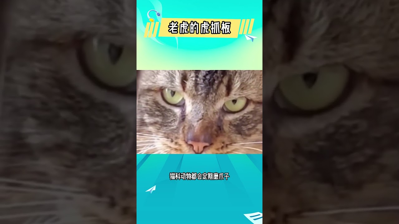 Tiger’s ‘Scratching Post’—Pro Moves Only, Don’t Try This at Home!