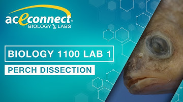 Biology 1100 Lab 1 || Perch Dissection