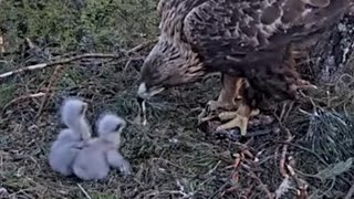 Kaljukotkas 2 | Golden Eagle | Mom feeding two cute eaglets | May 15, 2024