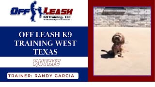 Ruthie the Lhaso Apso with best dog trainers in Amarillo
